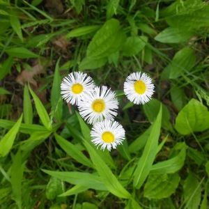 Meet your Posher, Fancy volgs by nira